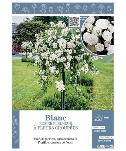 ROSIER PLEUREUR à FLEURS GROUPEES BLANC