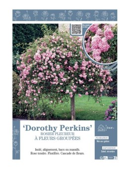 ROSIER PLEUREUR à FLEURS GROUPEES DOROTHY PERKINS
