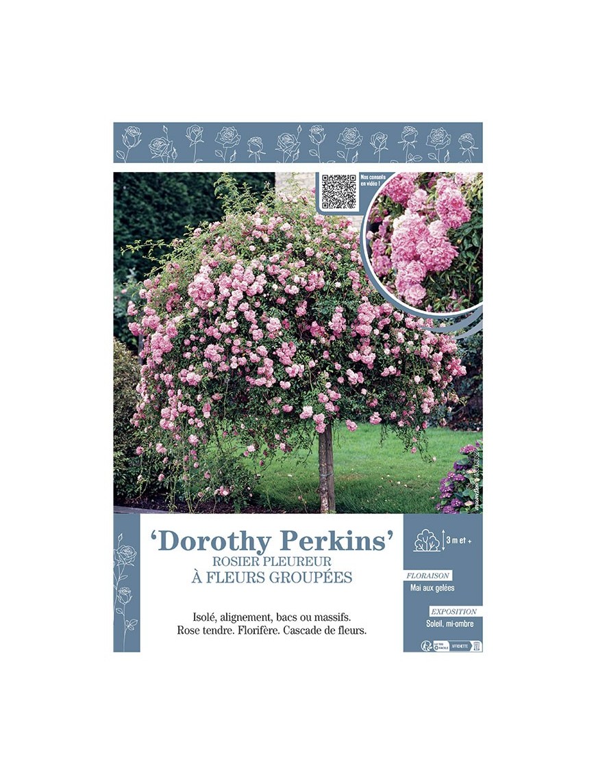 ROSIER PLEUREUR à FLEURS GROUPEES DOROTHY PERKINS