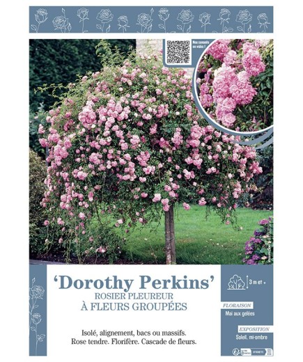 ROSIER PLEUREUR à FLEURS GROUPEES DOROTHY PERKINS