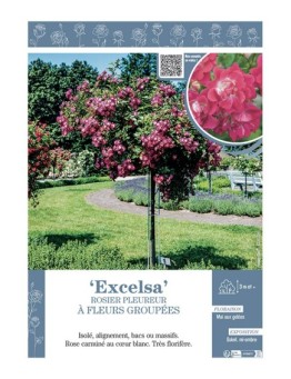 ROSIER PLEUREUR à FLEURS GROUPEES EXCELSA