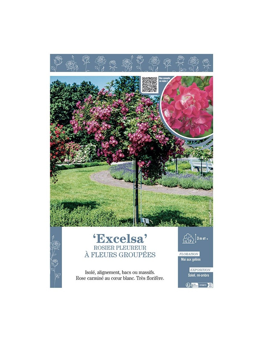 ROSIER PLEUREUR à FLEURS GROUPEES EXCELSA