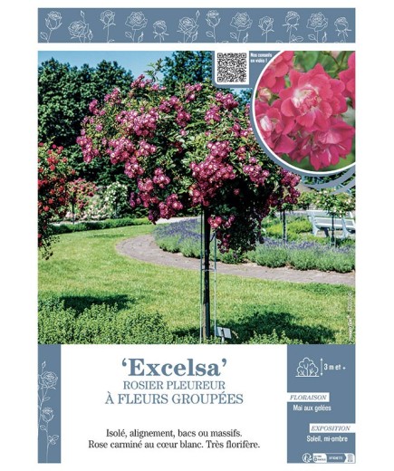 ROSIER PLEUREUR à FLEURS GROUPEES EXCELSA