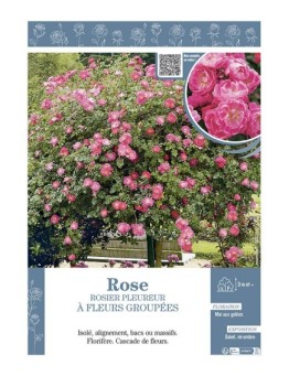 ROSIER PLEUREUR à FLEURS GROUPEES ROSE