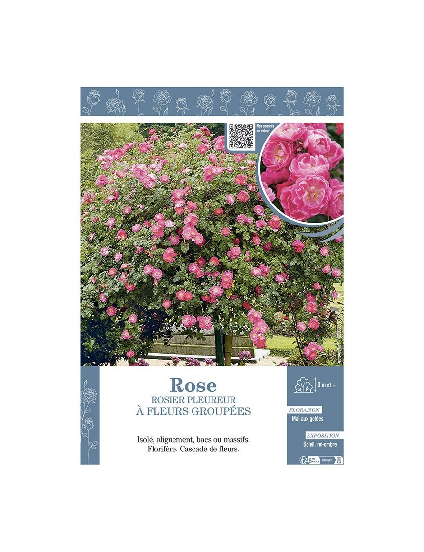 ROSIER PLEUREUR à FLEURS GROUPEES ROSE