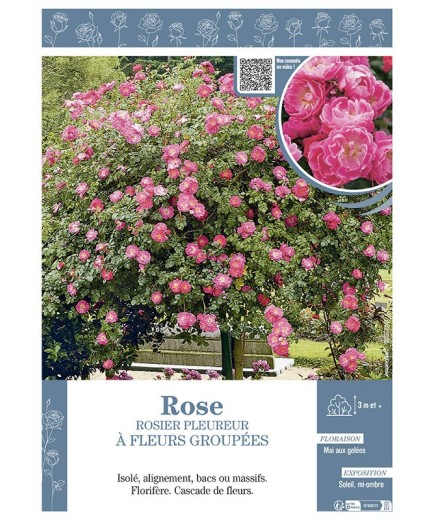 ROSIER PLEUREUR à FLEURS GROUPEES ROSE