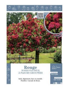 ROSIER PLEUREUR à FLEURS GROUPEES ROUGE