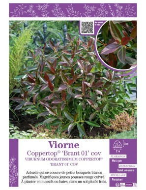 VIBURNUM ODORATISSIMUM voir Viorne Coppertop® ‘Brant 01’ cov