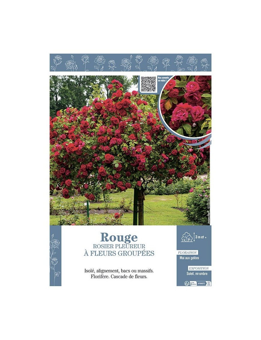 ROSIER PLEUREUR à FLEURS GROUPEES ROUGE