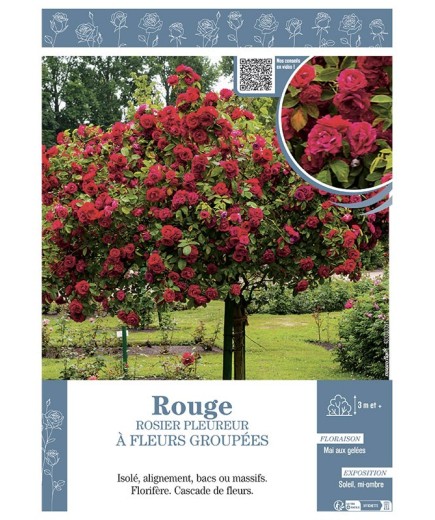ROSIER PLEUREUR à FLEURS GROUPEES ROUGE