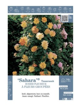 ROSIER PLEUREUR À FLEURS GROUPÉES SAHARA® Tanarasah
