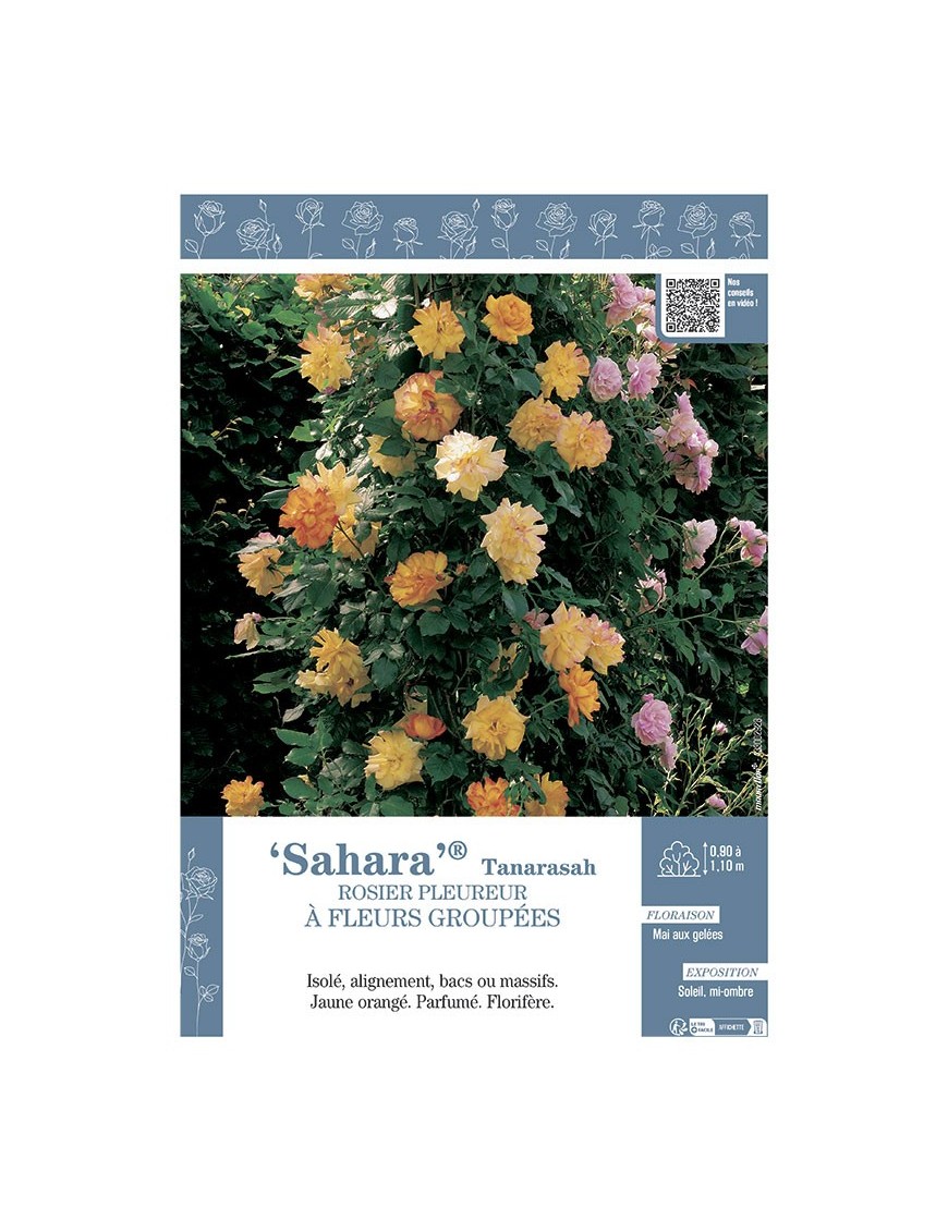 ROSIER PLEUREUR À FLEURS GROUPÉES SAHARA® Tanarasah