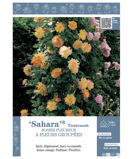 ROSIER PLEUREUR À FLEURS GROUPÉES SAHARA® Tanarasah