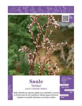 SALIX UDENSIS SEKKA voir SAULE