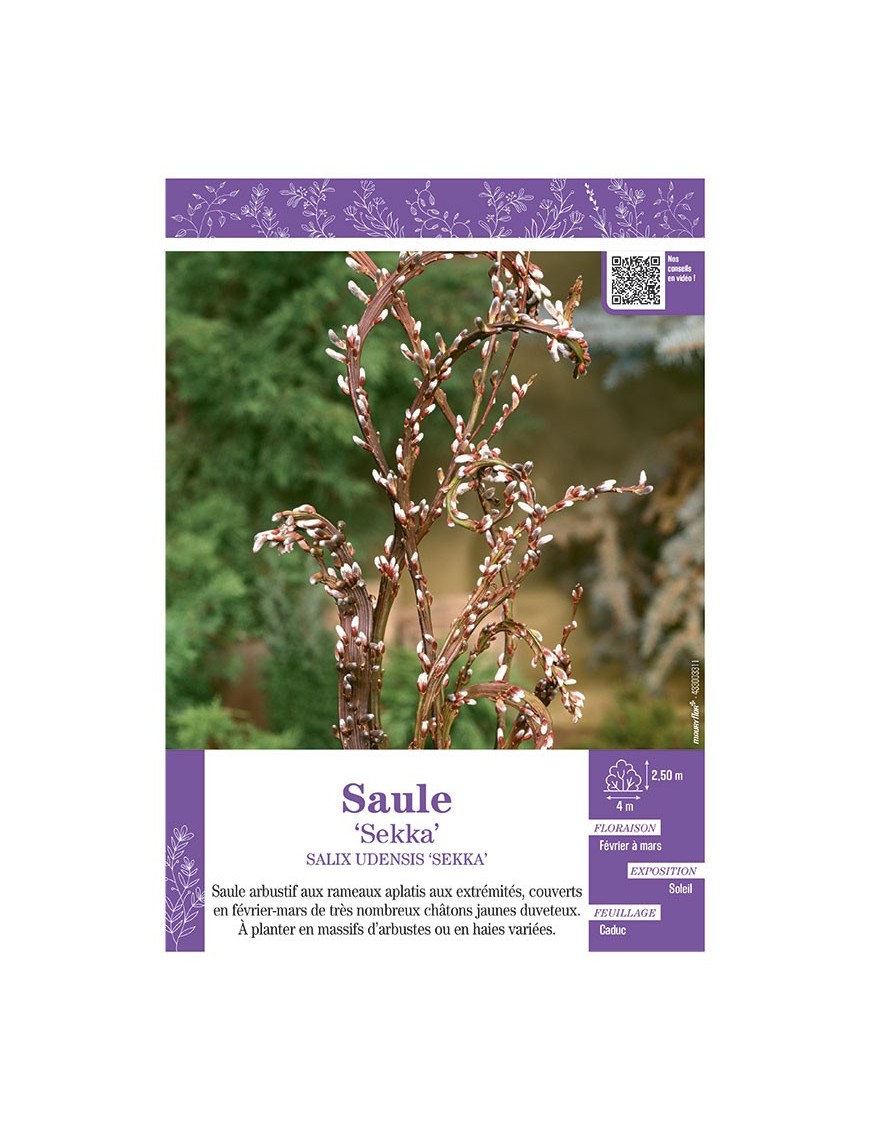 SALIX UDENSIS SEKKA voir SAULE