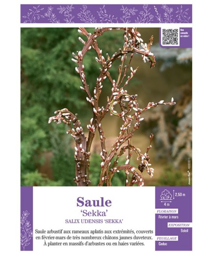 SALIX UDENSIS SEKKA voir SAULE