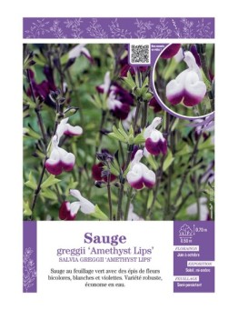 SALVIA GREGGII AMETHYST LIPS voir SAUGE