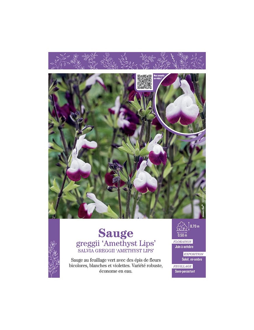 SALVIA GREGGII AMETHYST LIPS voir SAUGE