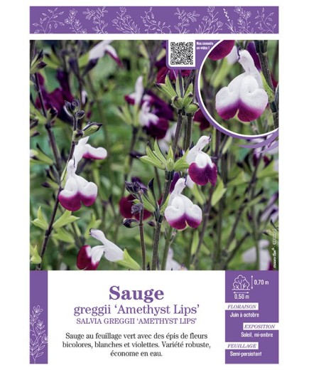 SALVIA GREGGII AMETHYST LIPS voir SAUGE