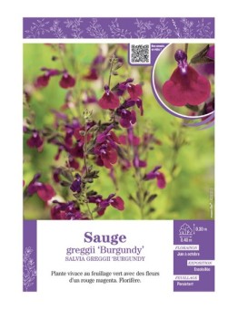 SALVIA GREGGII BURGUNDY voir SAUGE
