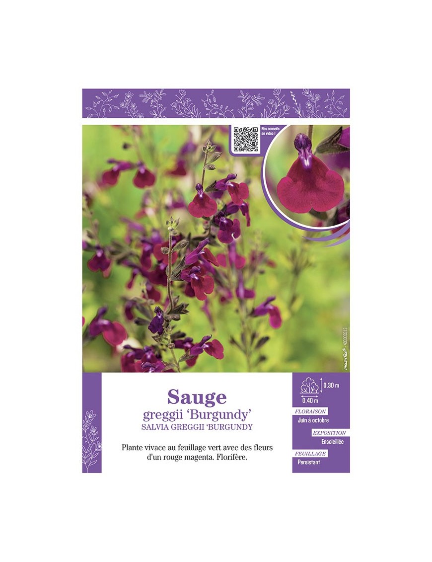 SALVIA GREGGII BURGUNDY voir SAUGE