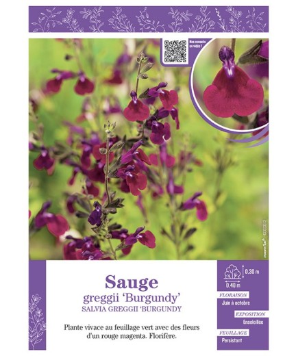 SALVIA GREGGII BURGUNDY voir SAUGE