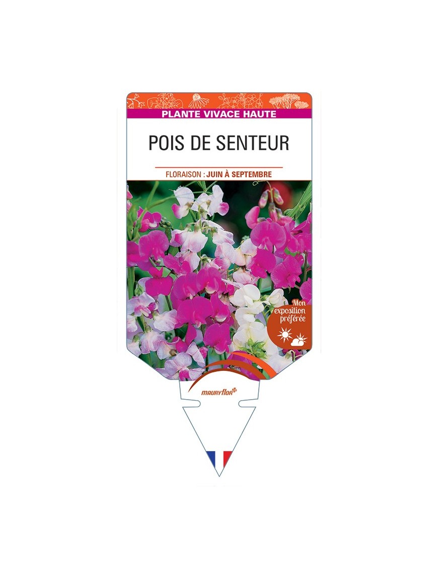 LATHYRUS latifolius voir Pois de Senteur (varié)