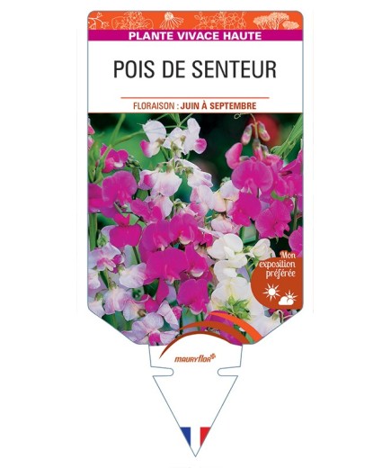 LATHYRUS latifolius voir Pois de Senteur (varié)