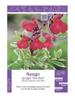 SALVIA GREGGII HOT RED voir SAUGE