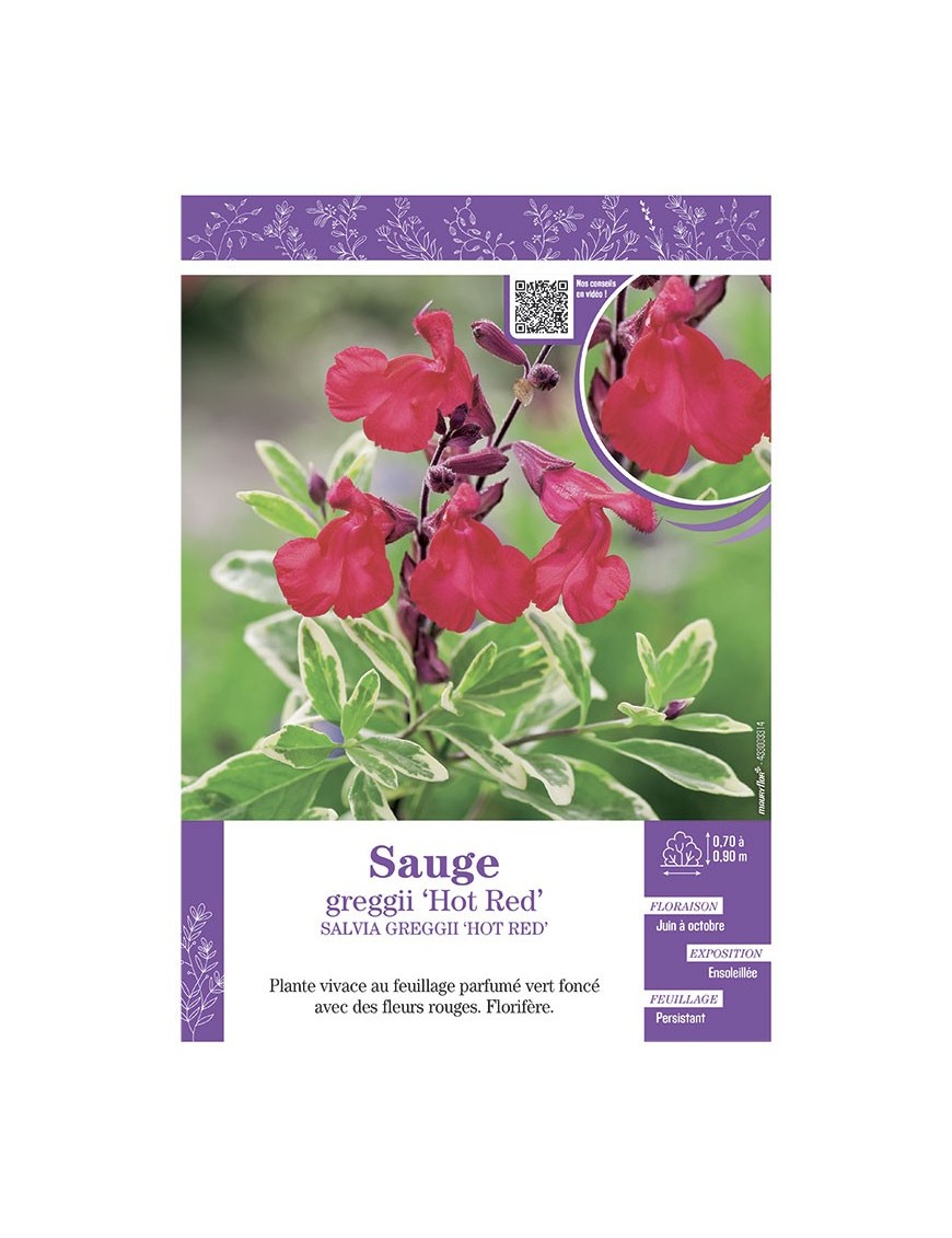 SALVIA GREGGII HOT RED voir SAUGE