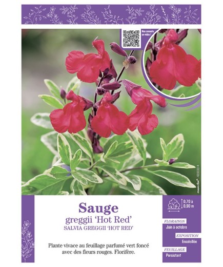 SALVIA GREGGII HOT RED voir SAUGE
