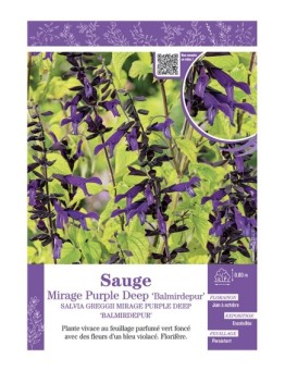 SALVIA GREGGII MIRAGE PURPLE DEEP Balmirdepur voir SAUGE