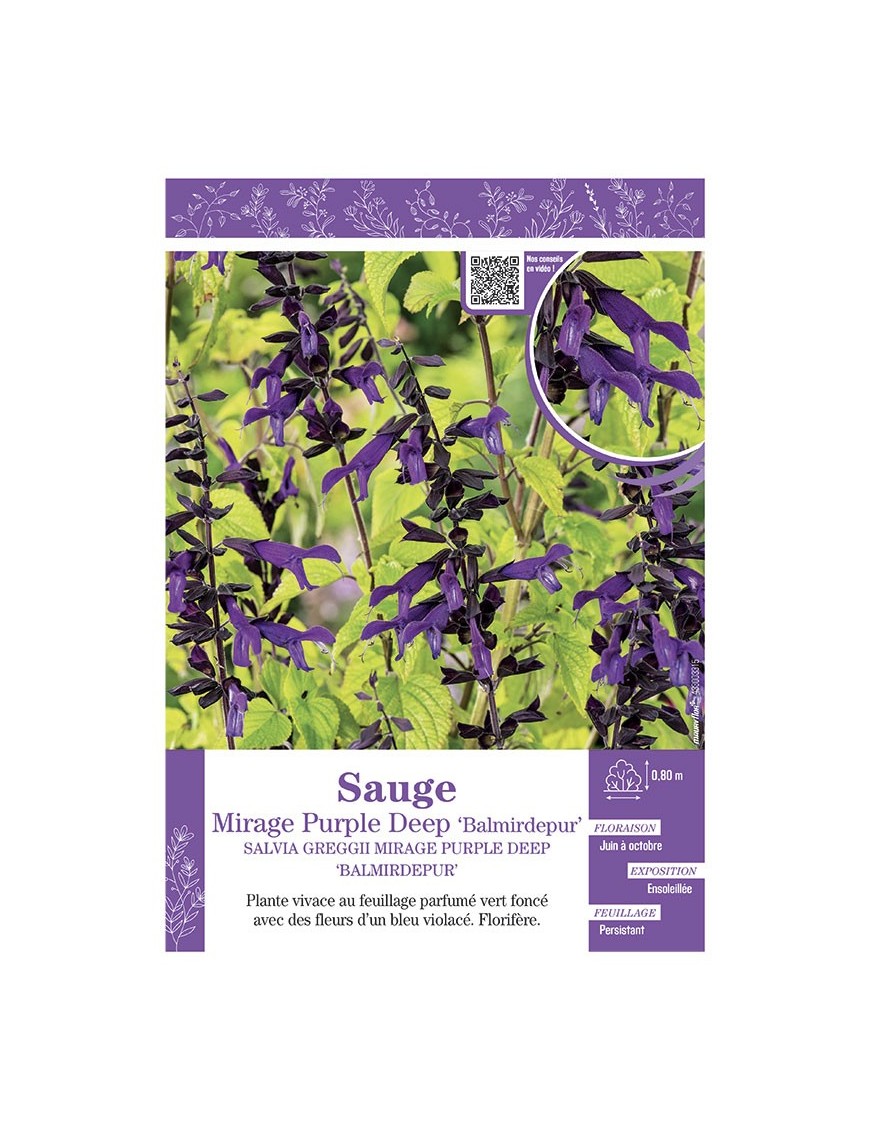 SALVIA GREGGII MIRAGE PURPLE DEEP Balmirdepur voir SAUGE