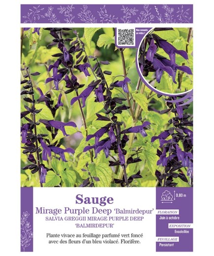SALVIA GREGGII MIRAGE PURPLE DEEP Balmirdepur voir SAUGE