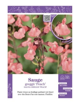 SALVIA GREGGII PEACH voir SAUGE