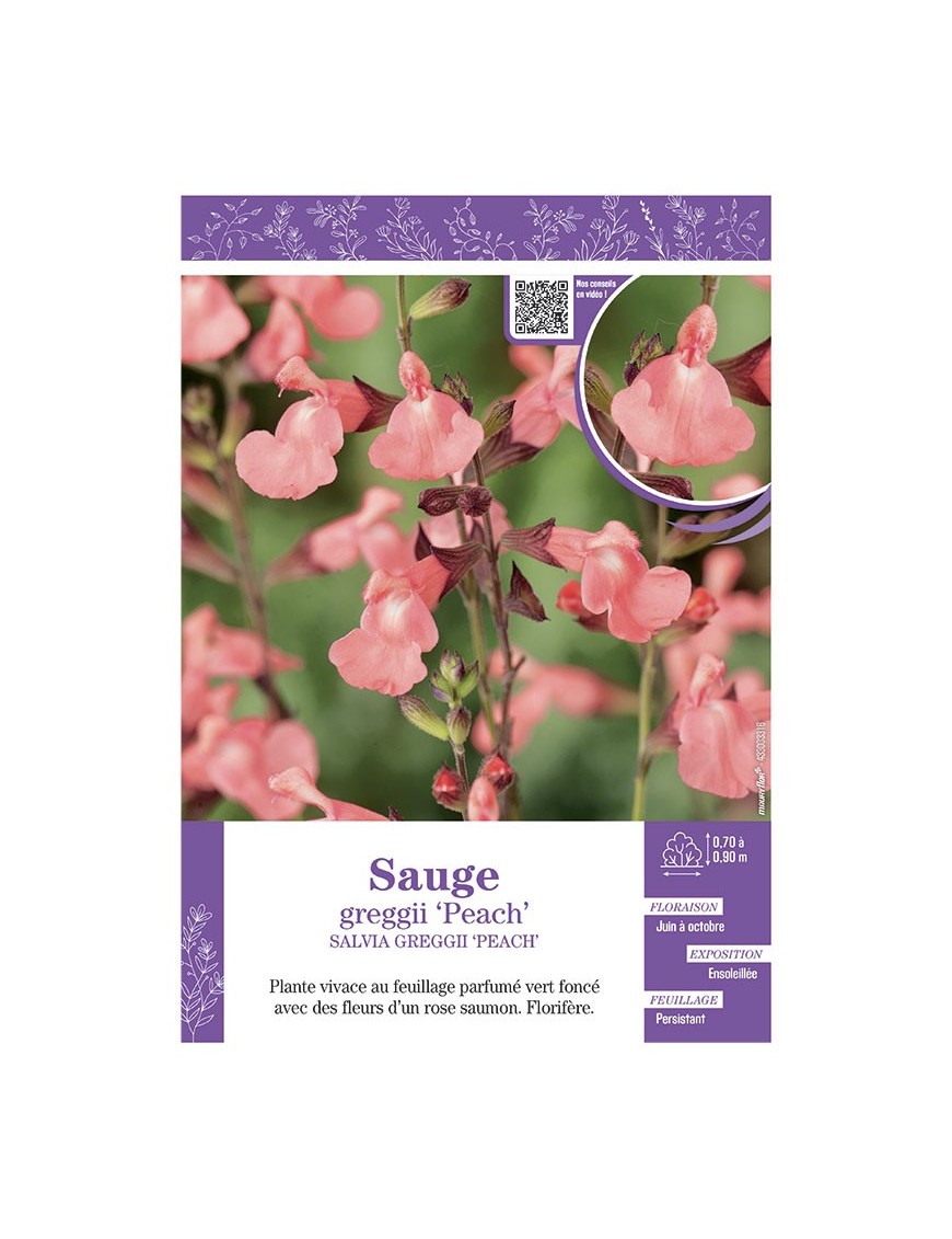 SALVIA GREGGII PEACH voir SAUGE