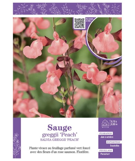 SALVIA GREGGII PEACH voir SAUGE