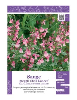 SALVIA GREGGII SHELL DANCER voir SAUGE