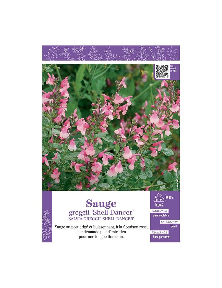 SALVIA GREGGII SHELL DANCER voir SAUGE