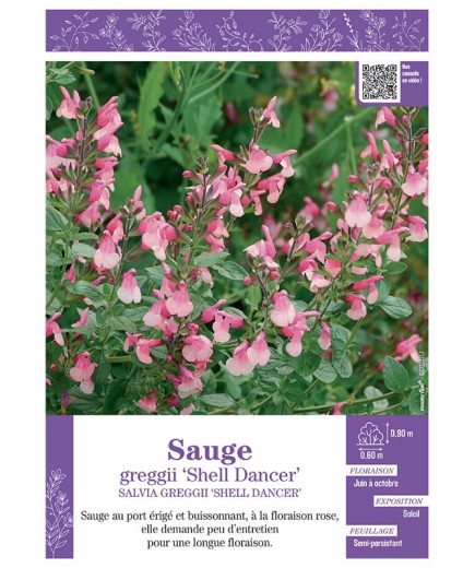 SALVIA GREGGII SHELL DANCER voir SAUGE