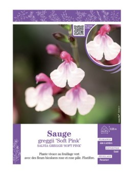 SALVIA GREGGII SOFT PINK voir SAUGE