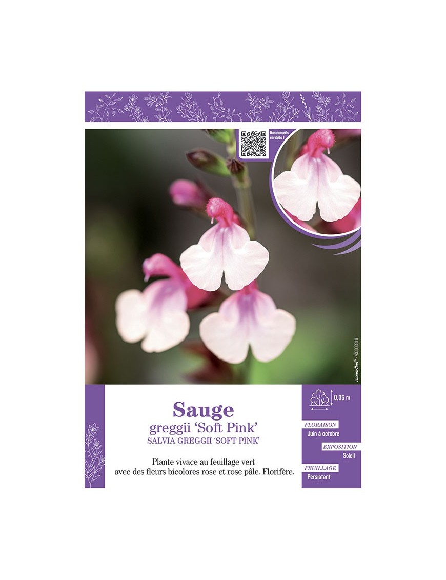 SALVIA GREGGII SOFT PINK voir SAUGE