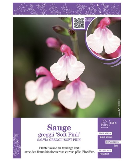 SALVIA GREGGII SOFT PINK voir SAUGE