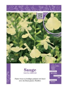 SALVIA GREGGII  voir SAUGE (jaune)