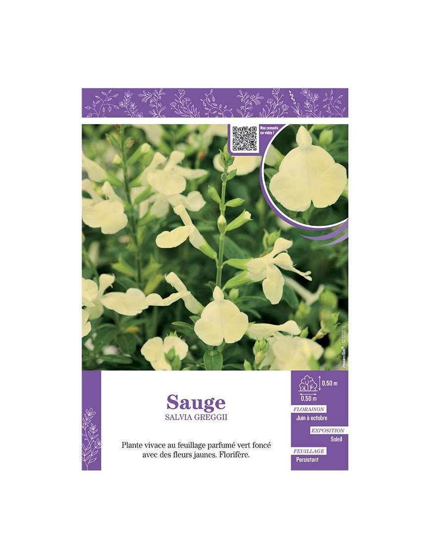 SALVIA GREGGII  voir SAUGE (jaune)