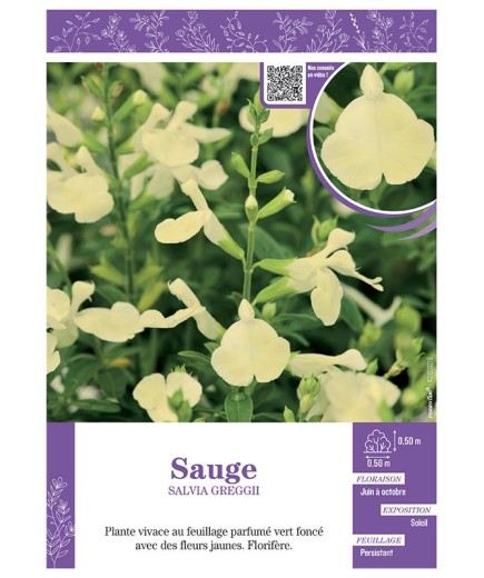 SALVIA GREGGII  voir SAUGE (jaune)