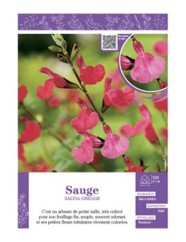 SALVIA GREGGII  voir SAUGE (rose)
