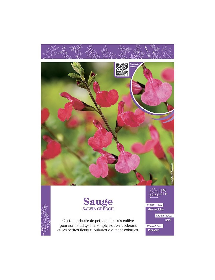 SALVIA GREGGII  voir SAUGE (rose)