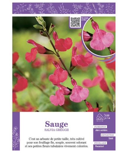SALVIA GREGGII  voir SAUGE (rose)