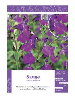 SALVIA GREGGII  voir SAUGE (violette)